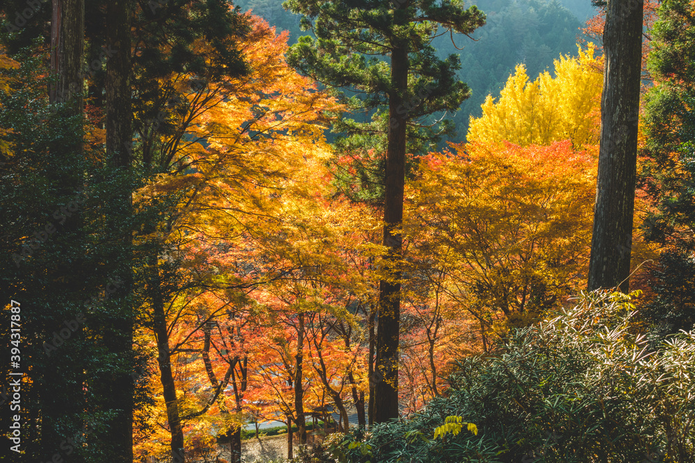 Obraz premium 日本の綺麗な紅葉の木々