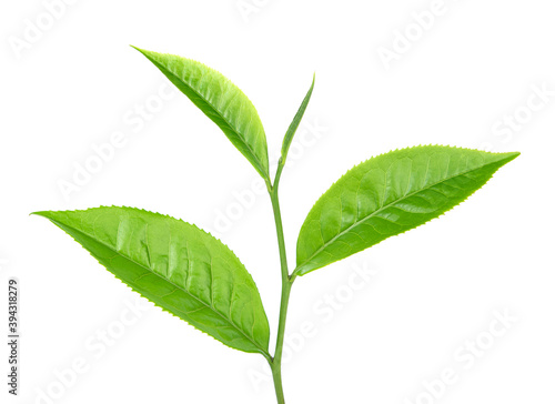 green tea leaf on white background