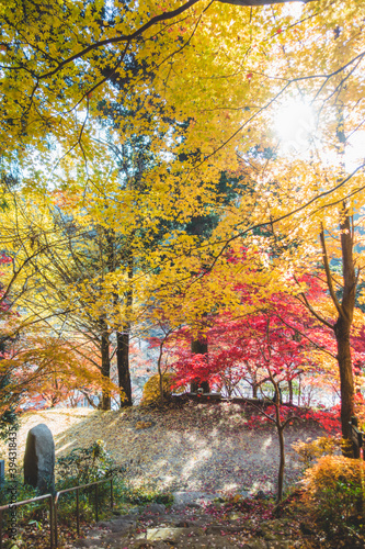 美しい日本の紅葉の木々と葉 © Kengo/ けんご