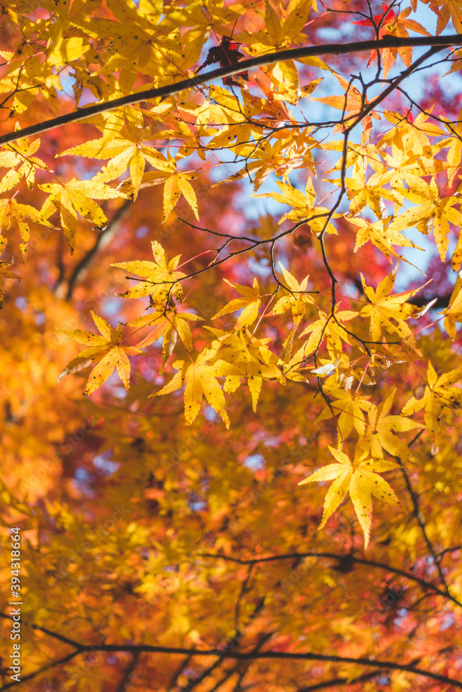 日本の秋の紅葉の葉