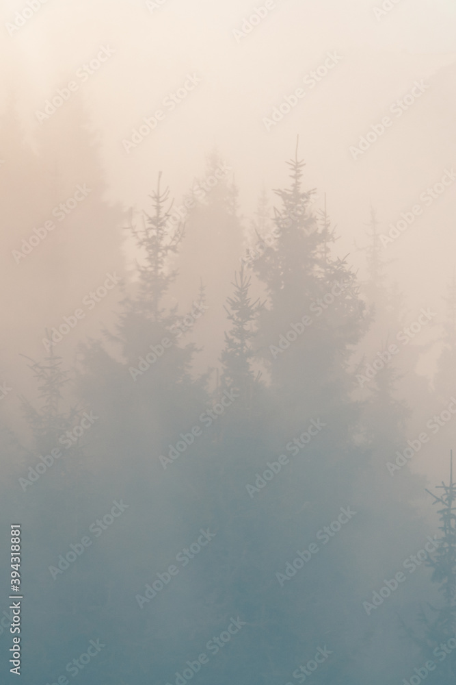Pine forest in the dark fog background