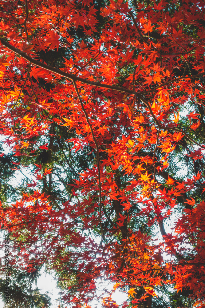 日本の秋のもみじの葉