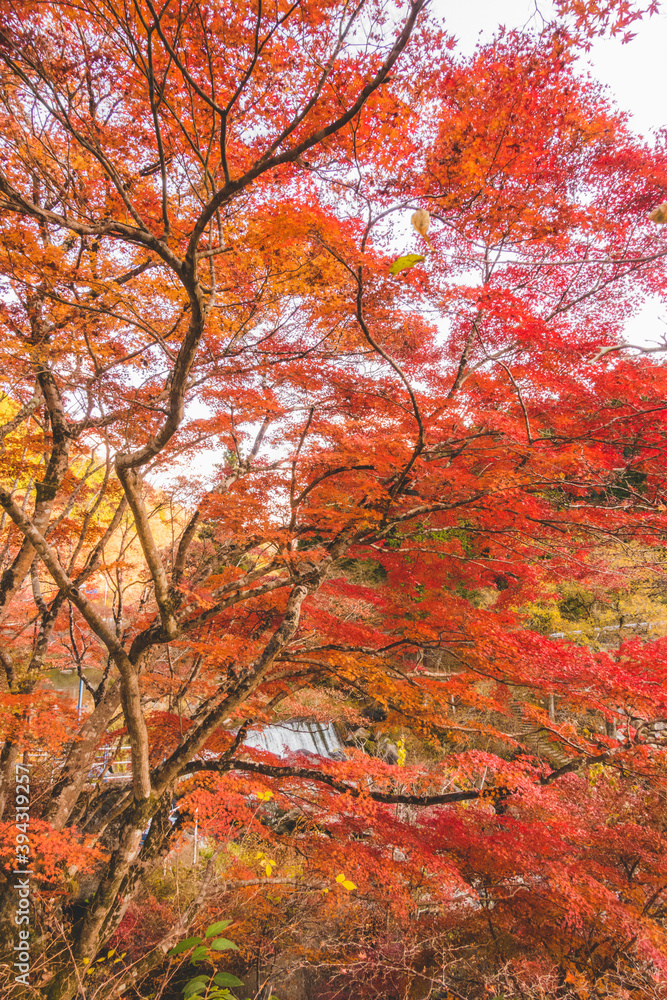 美しい日本の紅葉の木々と葉