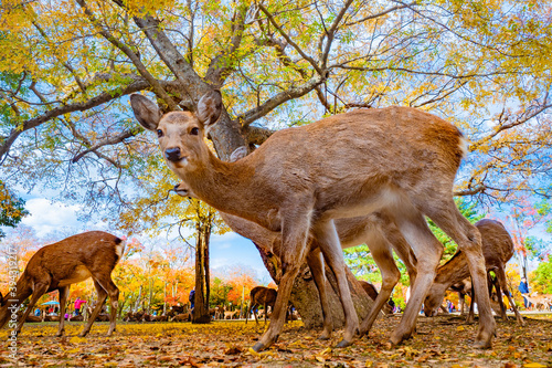 Japan. The deer looks at th...