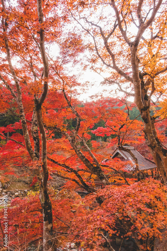 日本の瓦の建物の美しい紅葉