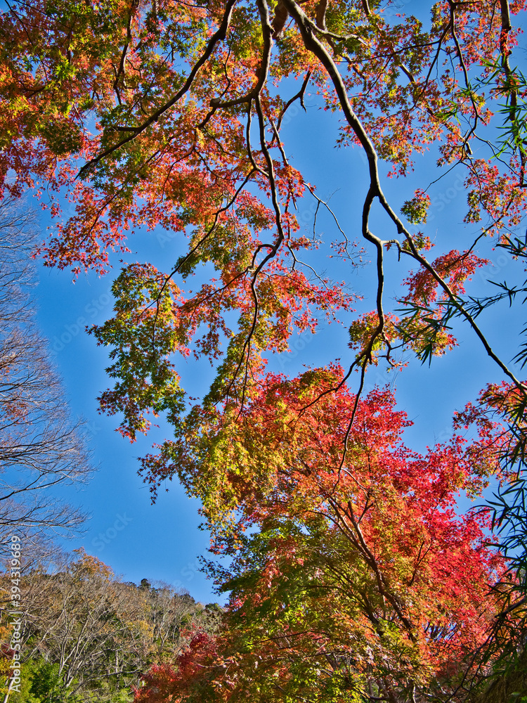 富津もみじロードの紅葉はじめ 富津もみじロードの紅葉はじめ