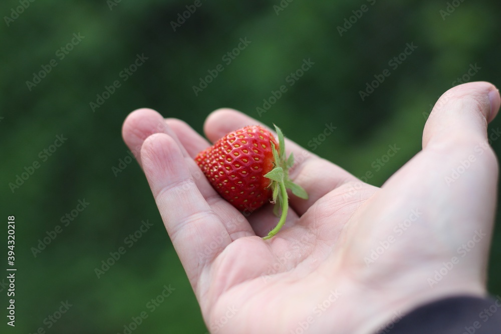 Man's hand holds out a red strawberry Man's hand holds out a red strawberry