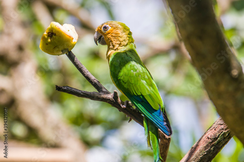 The Suriname brown-throated parakeet (Eupsittula pertinax Surinama) is a species of parrot in the family Psittacidae. Mostly green, with the lower parts being a lighter green than the upperparts. 