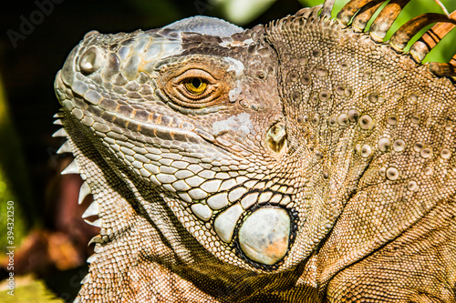 The Red Iguana Iguana iguana  closeup image.  it actually is green iguana  also known as the American iguana  is a large  arboreal  mostly herbivorous species of lizard of the genus Iguana.