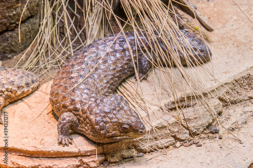 Canvas Print Shingleback Skink (Tiliqua rugosa) is a short-tailed, slow-moving species of blue-tongued skink found in Australia