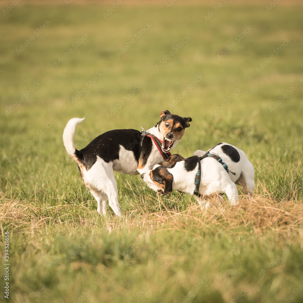 Spielende Hunde Spielende Hunde