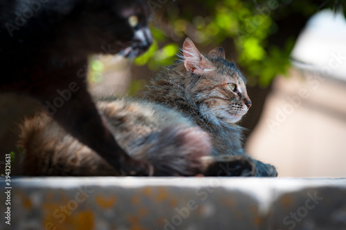 Streunerkatze