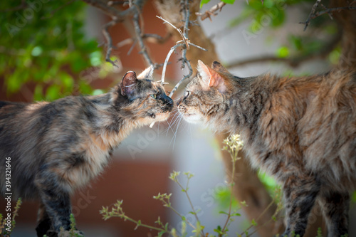 Streunerkatzen
