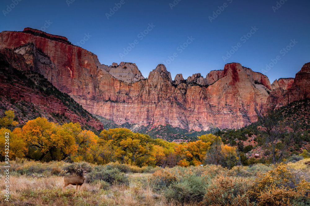 Fototapeta premium Autumn scene with a deer in front of the Towers of the Virgin in Zion National Park