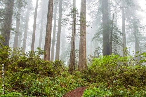 Coastal fog in the morning shrouds Redwood National Park in Northern California photo