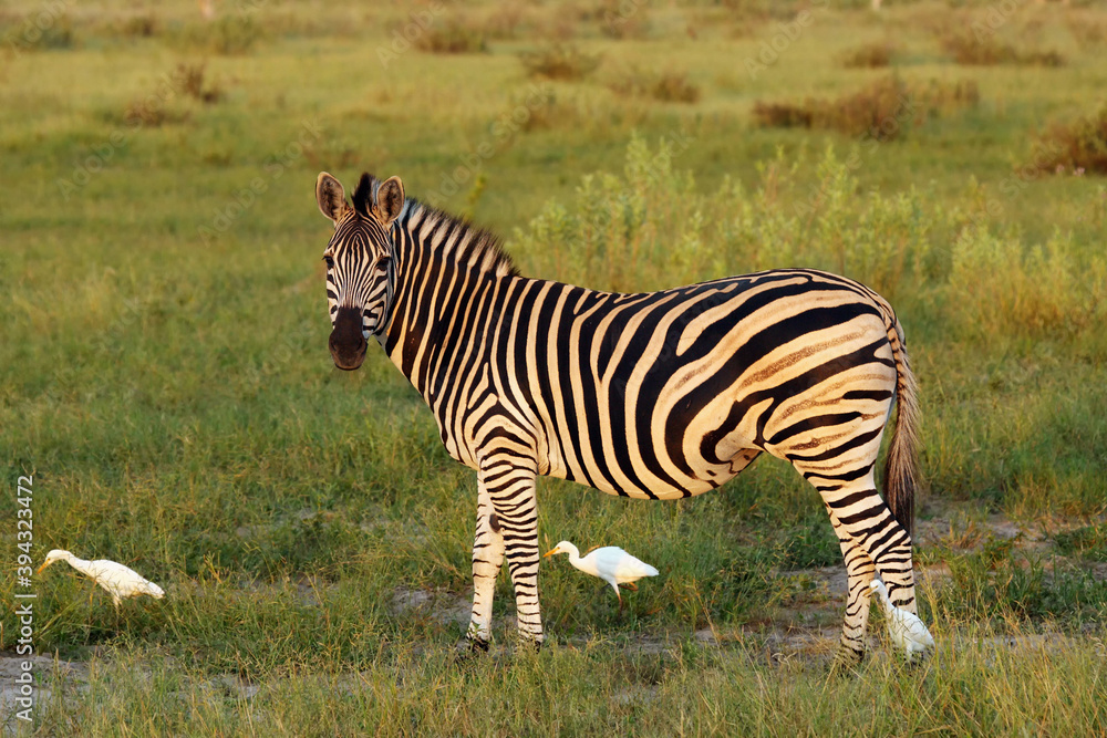 The plains zebra (Equus quagga, formerly Equus burchellii), also known as the common zebra or Burchell's zebra in the sunset. Zebra stallion with white herons in a green savannah.