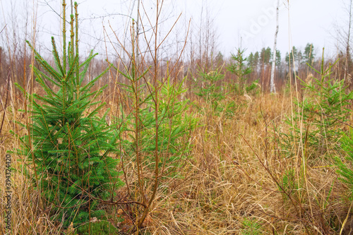 Young coniferous trees grow on the site of a felled forest. The concept of reforestation in forestry.