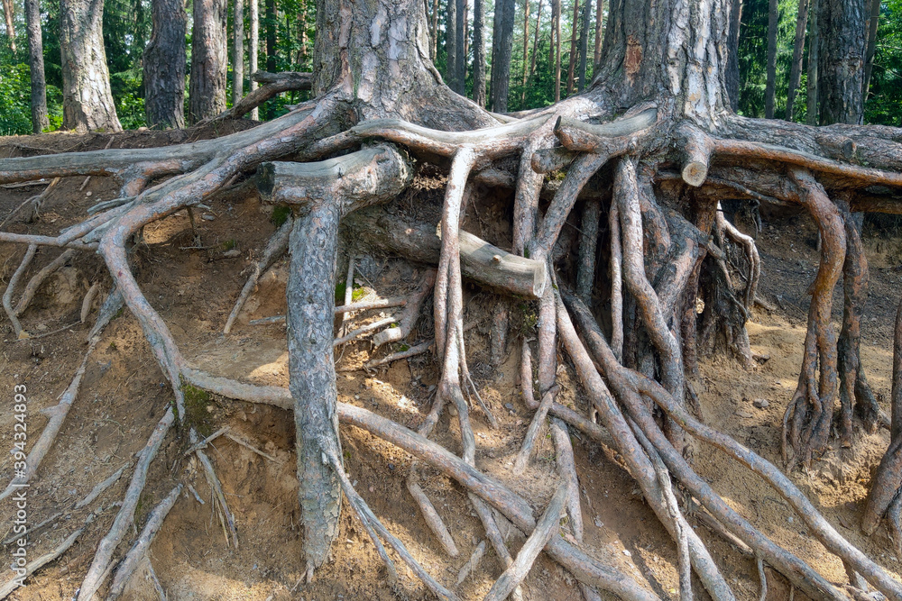 Large large roots of a pine tree close-up on the river bank. Large large roots of a pine tree close-up on the river bank.