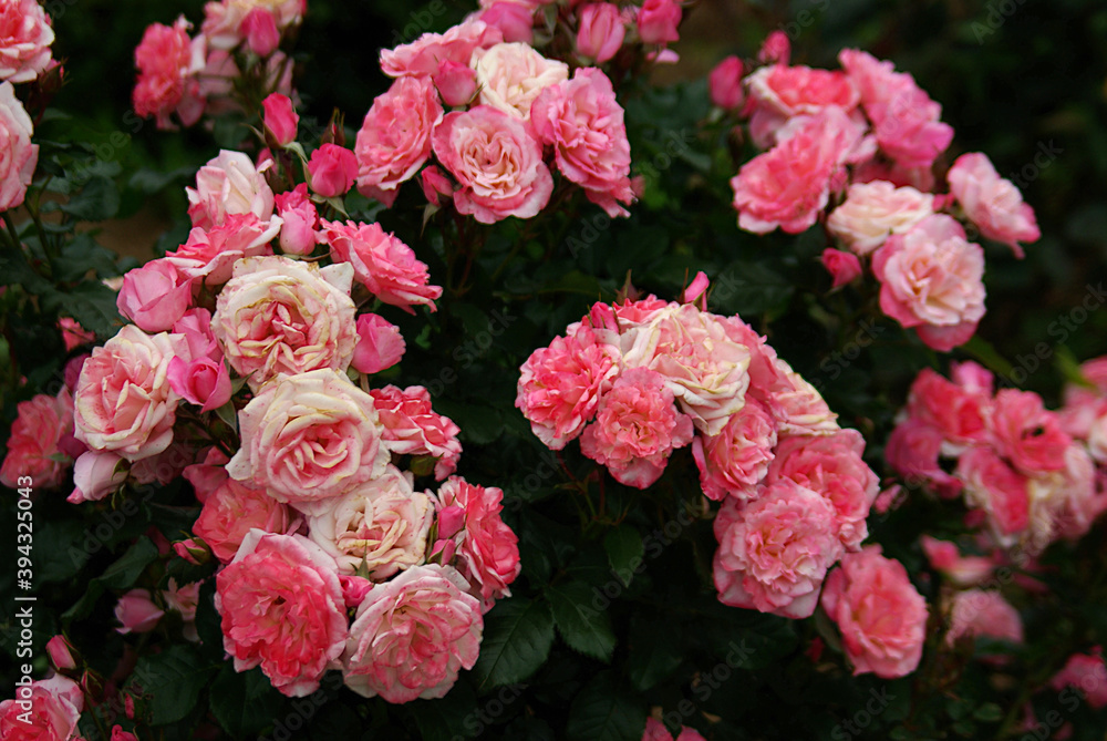 pink roses in garden pink roses in garden