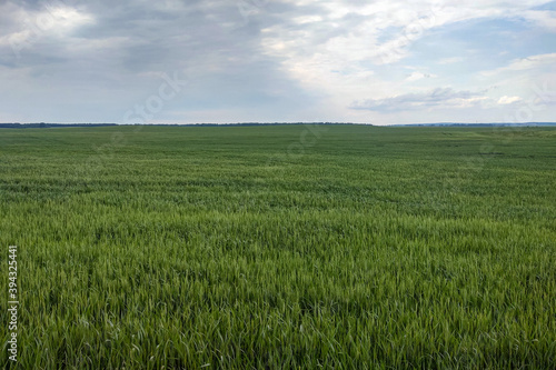 Beautiful green young field in the countryside.