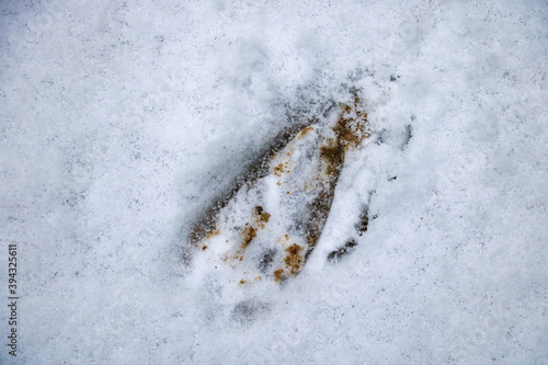 A trail in the snow from a wild animal in the forest. © Dzmitry