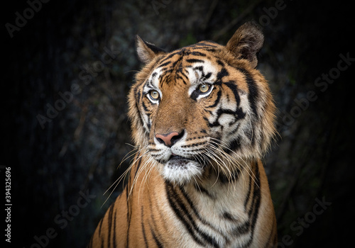 Asian tiger resting in nature