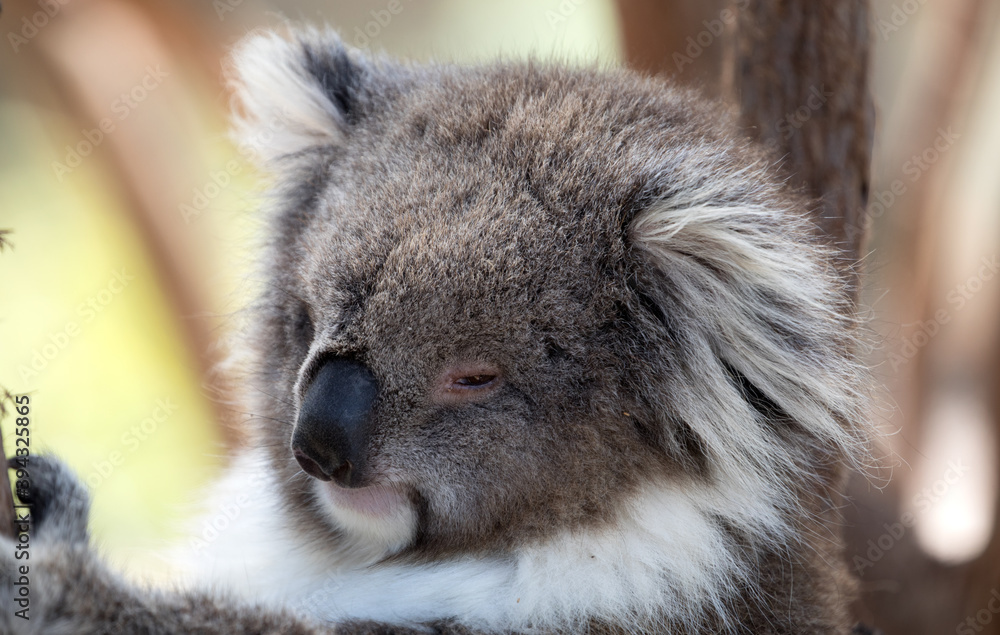 Naklejka premium The Koala (Phascularctos cinereous) is an arboreal herbivorous marsupial native to Australia