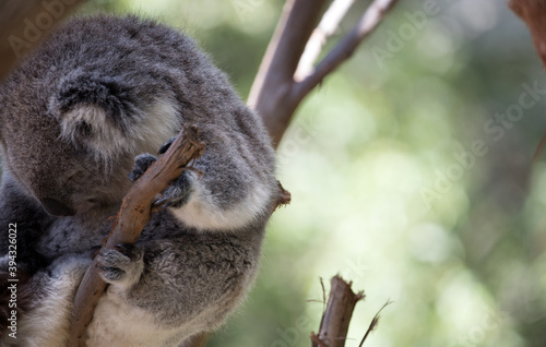 The Koala (Phascularctos cinereous) is an arboreal herbivorous marsupial native to Australia	
