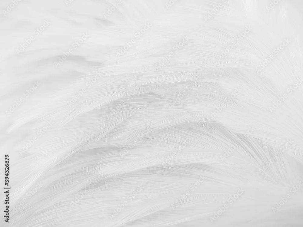 Beautiful abstract gray feathers on white background and soft white feather texture on white pattern and brown background, white texture wallpaper, love theme, valentines day Beautiful abstract gray feathers on white background and soft white feather texture on white pattern and brown background, white texture wallpaper, love theme, valentines day