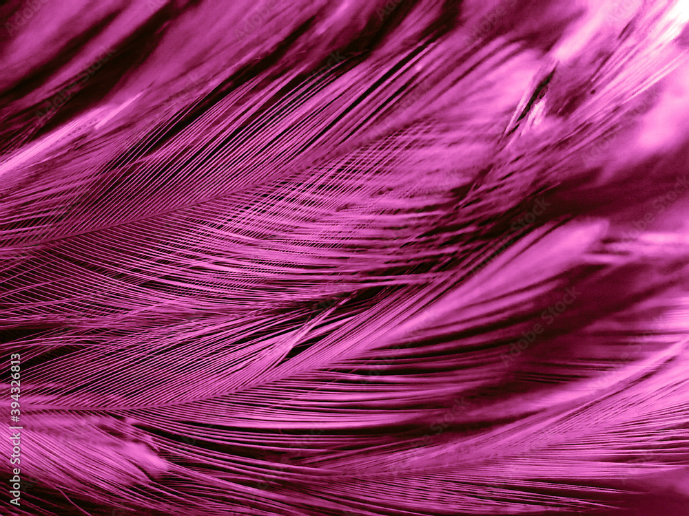 Beautiful abstract purple feathers on dark background, blue feather