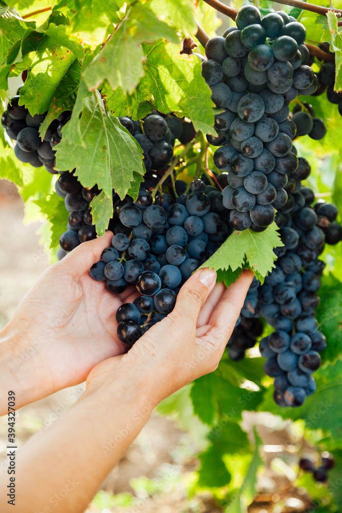 beautiful women's hands and bunches of grapes before the harvest