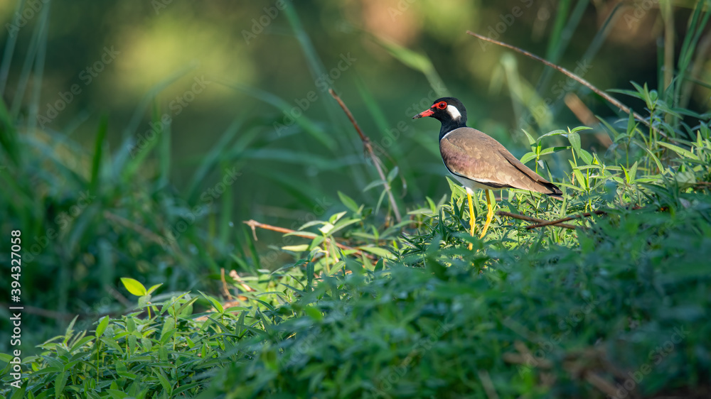 Red-Wattled Lapwing standing on the ground with morning sunlight Red-Wattled Lapwing standing on the ground with morning sunlight