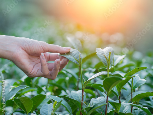 farmer hand holding corn
