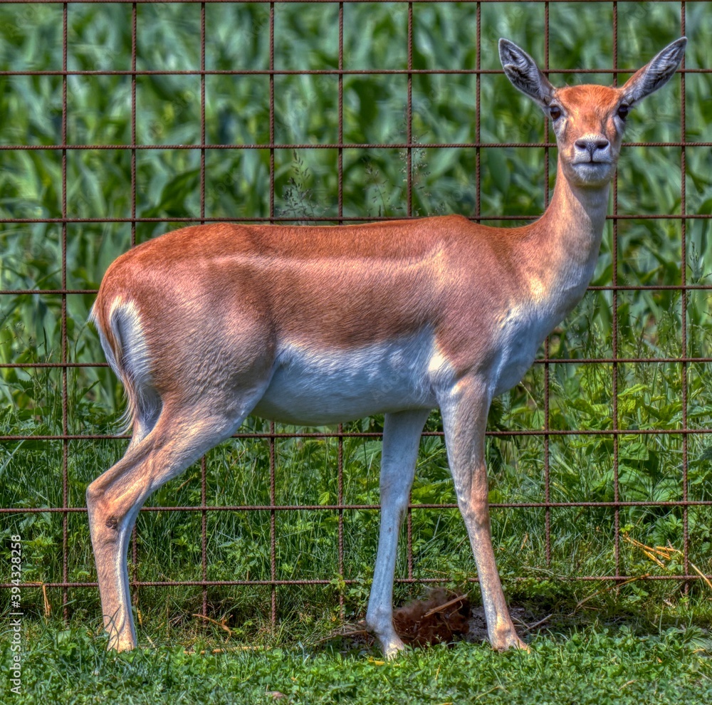 impala in the savannah impala in the savannah