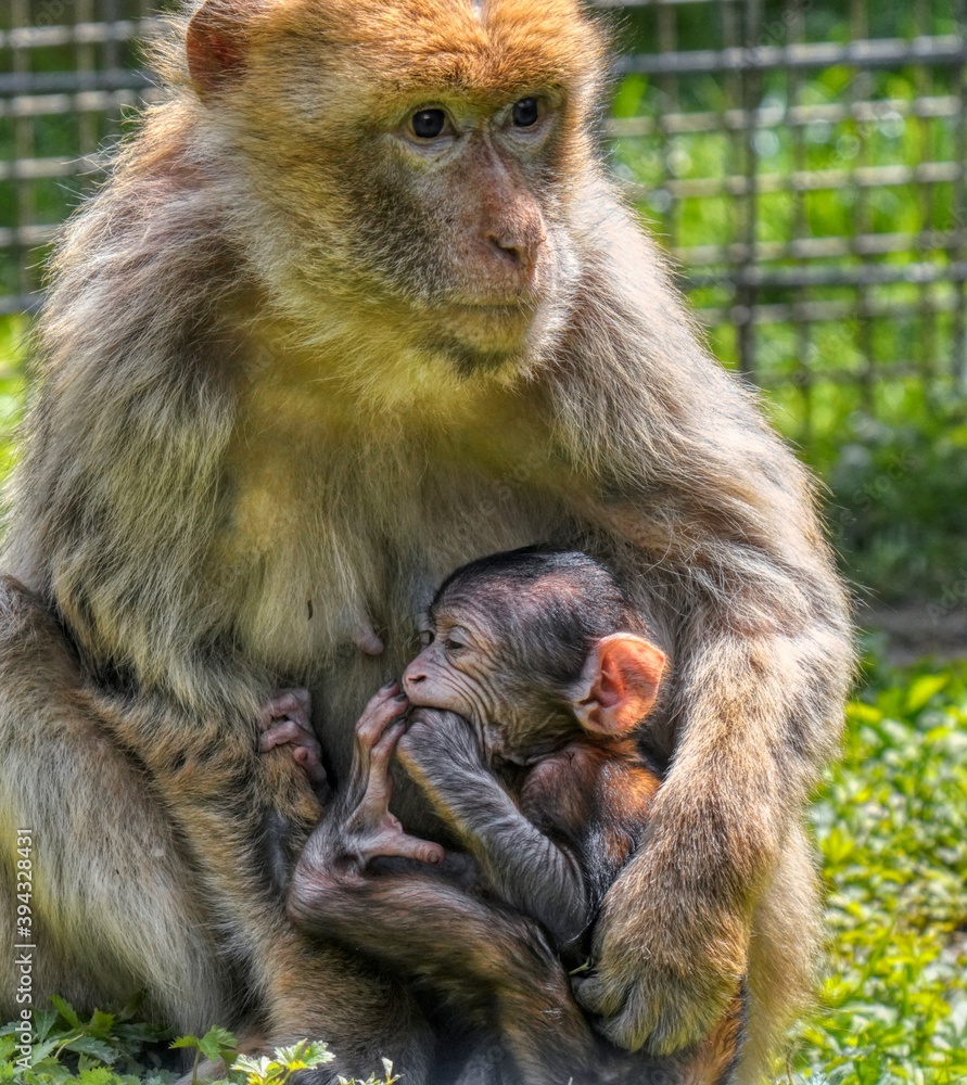 Fototapeta premium Barbary Ape with baby