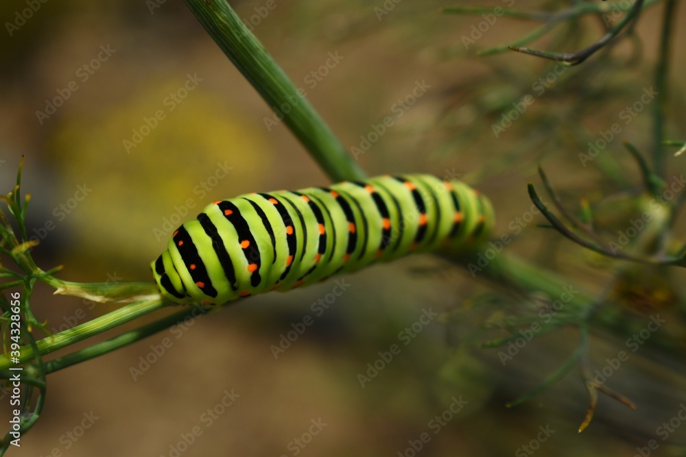 Naklejka premium caterpillar on a leaf