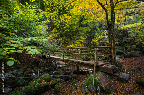 Forest landscape near Fotinovo in Rhodopes Mountain, Pazardzhik region, Bulgaria. Amazing autumn landscape