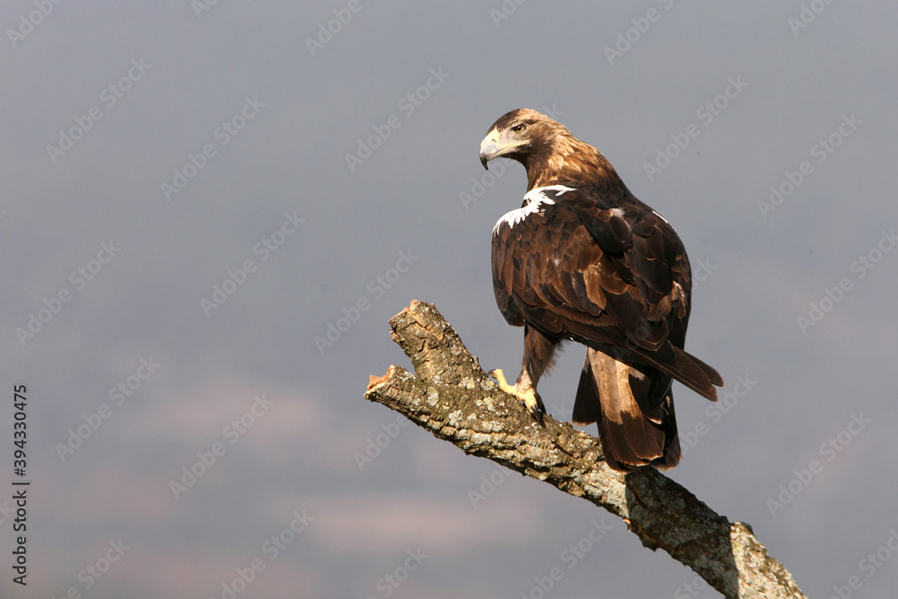 Spanish Imperial Eagle adult female on a cork oak branch in a Mediterranean oak forest with the first light of a sunny day Spanish Imperial Eagle adult female on a cork oak branch in a Mediterranean oak forest with the first light of a sunny day