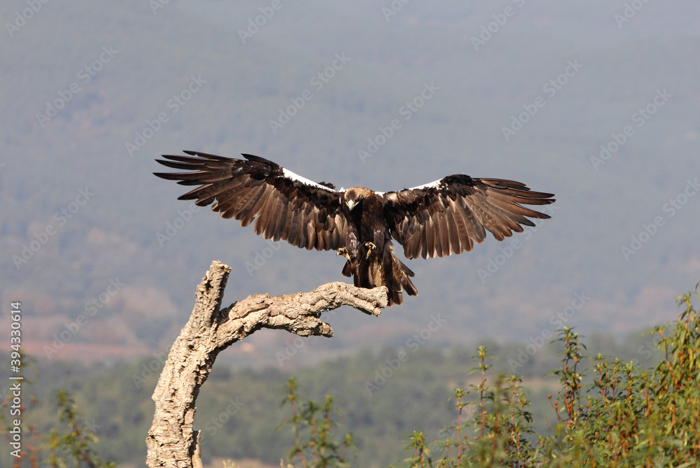 Spanish Imperial Eagle adult female landing on an oak branch in a Mediterranean oak forest with the first light of a sunny day Spanish Imperial Eagle adult female landing on an oak branch in a Mediterranean oak forest with the first light of a sunny day