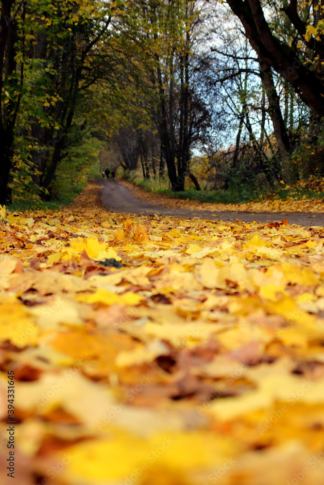 Asphalt road in the autumn. Autumn background.