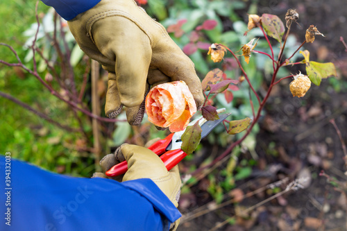 Gartenarbeiten im Spätherbst: Hände in Gartenhandschuhen schneiden Rose zu mit Blickwinkel von oben