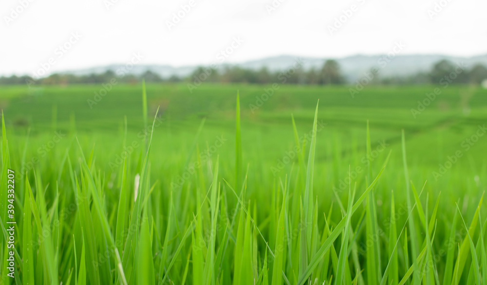 Obraz premium Fresh green grass on rice field terraces blurred background, space for text. Spring or summer season