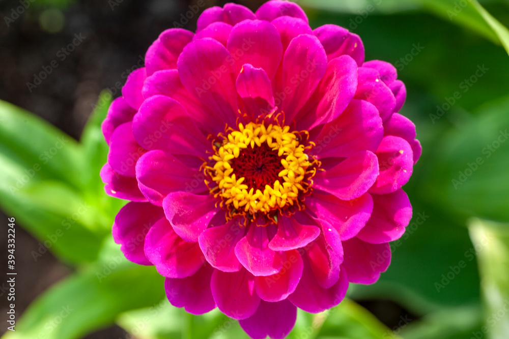 Zinnia Zinnia