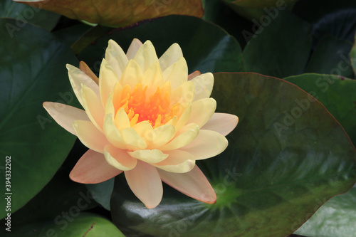 close up yellow lotus flower