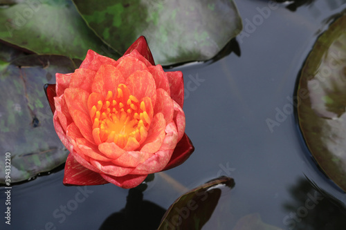 red lotus flower