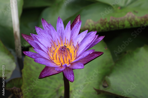 close up violet lotus background