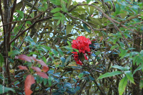 Red Azalea in Tropical Forest