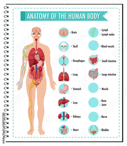 Anatomy of the human body information infographic