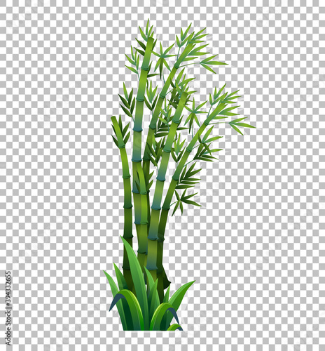 Green bamboo tree on transparent background
