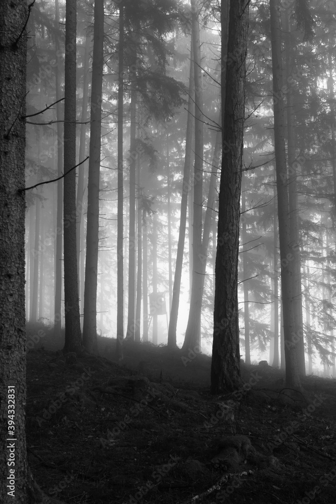 Naklejka premium fog in the woods